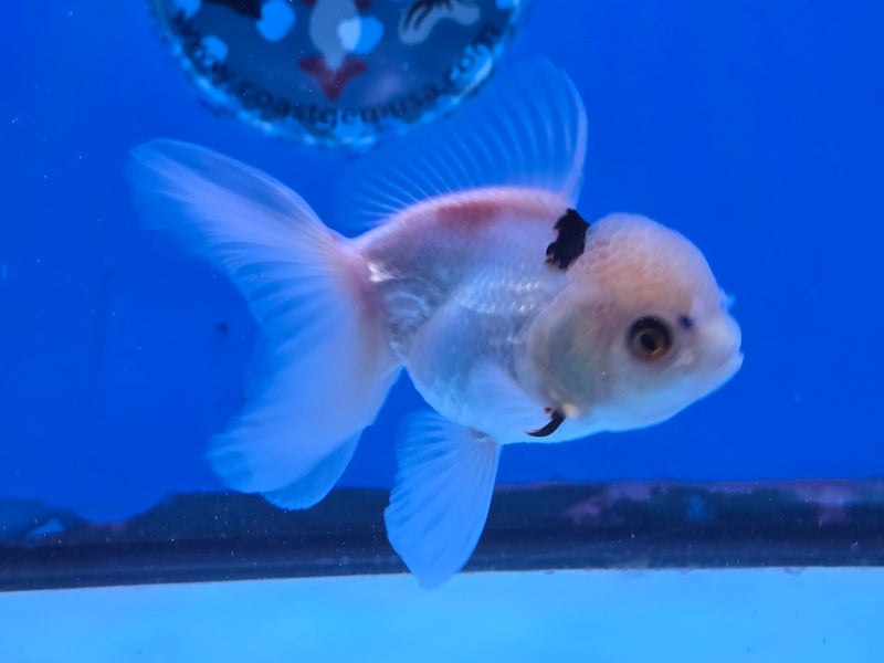 Thai Lemon Head Tri Color Oranda 2.50 inch Body Male (NNN-2070)R4B01