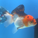 Thai Oranda Tri-Color 2.5” Female(FEB-664)R3B04
