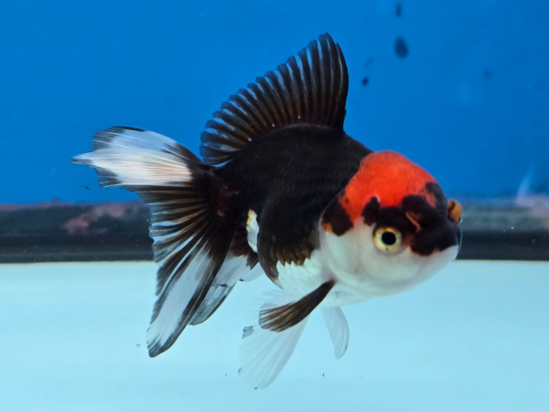 Thai Tri Color Oranda 2.50 inch Body Female (NNN-2076)R4B06