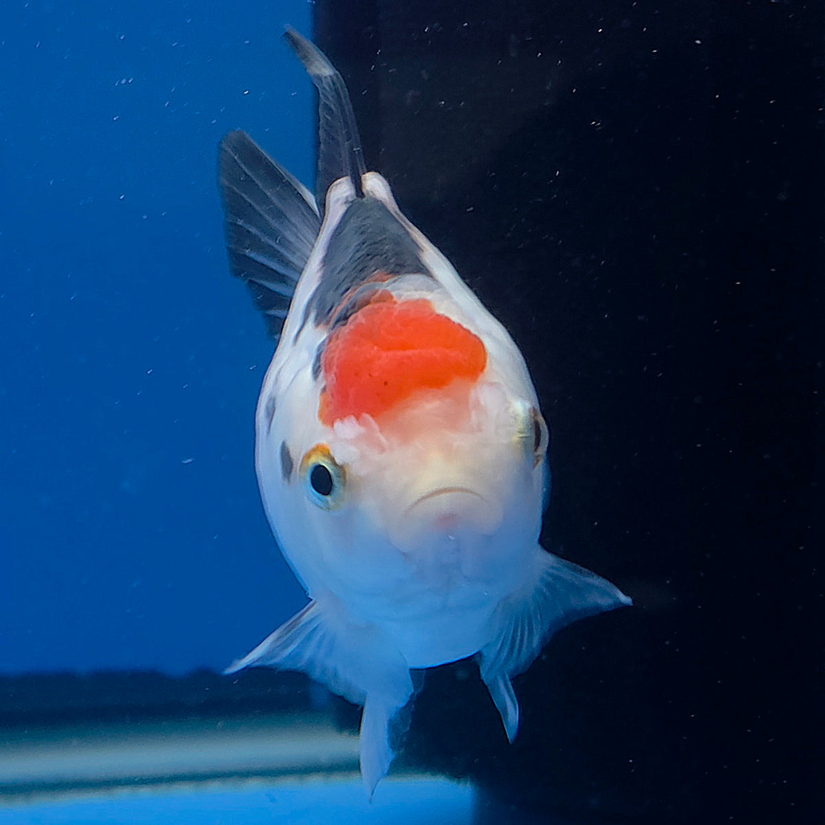 Thai Oranda Red Cap Panda 3.00" Body Female (FEB-786)R1B03