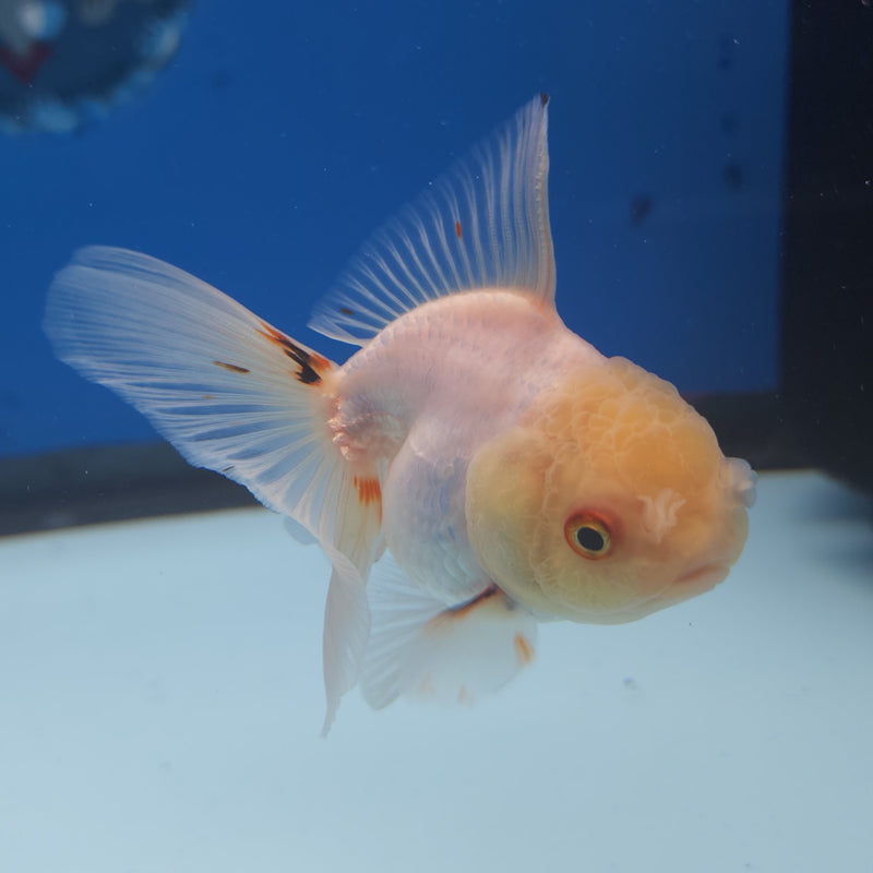 Thai Oranda Lemonhead 2.5” Female (FEB-263)R3B18