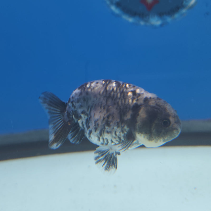 Thai Ranchu Granite 2in Female (FEB-338)R3A14