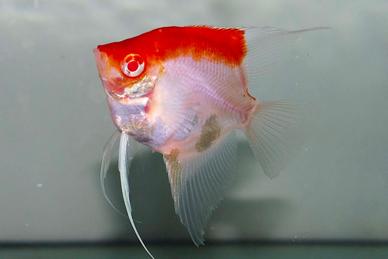 Live Freshwater Aquarium Albino Red Cap Angelfish 1.50-2.00" Body
