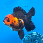 Thai Oranda Jumbo Breed Apache 3.5" Body Female (FEB-605)R1B11