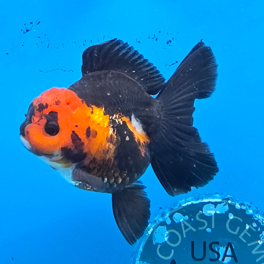 Thai Oranda Jumbo Breed Apache 3.5" Body Female (FEB-605)R1B11