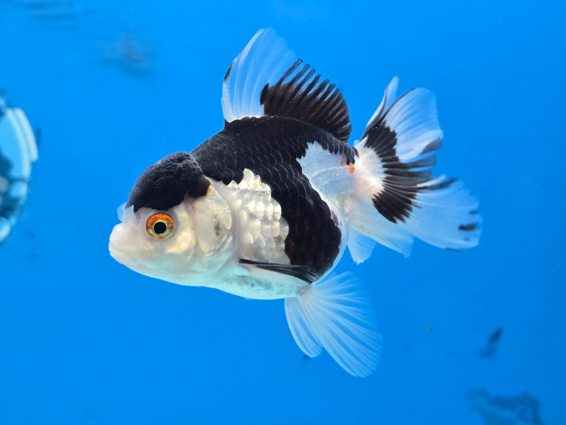 Thai Tri Color Oranda 2.50 inch Body Female (NNN-2077)R4C03