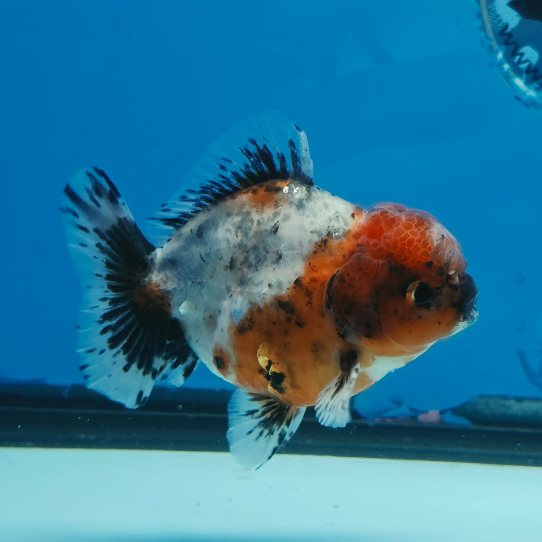 Thai Oranda Calico Shogun Farm 3.5" Body Female 8mths(FEB-558)R3A02