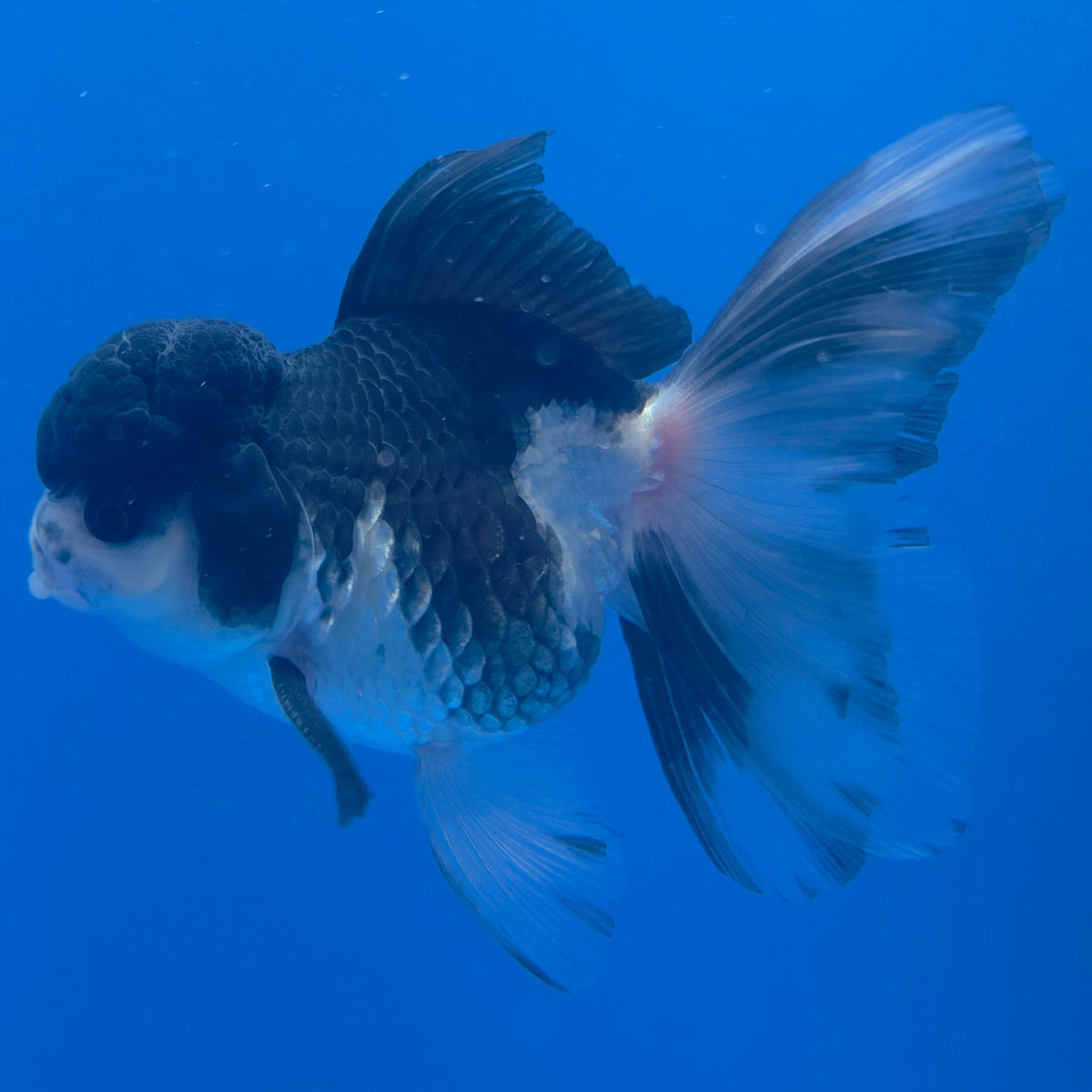 Thai Oranda Panda 3.00" Body Male (FEB-753)R2B07