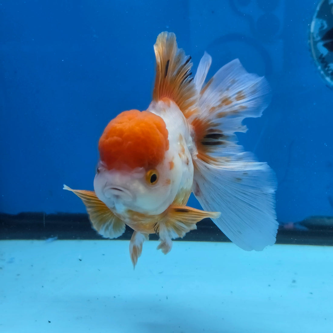 Thai Oranda Red and White 4.5" Body Female 9mths(FEB-574)R2A02