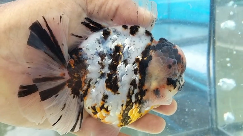 Thai Jumbo Calico Orchid Tail Oranda by NK THAILAND 5.00 inch Body (NKT-JO2038)