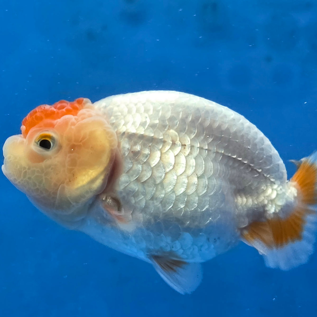Thai Ranchu 2.50" Body Female (G-FEB-100)R2B11