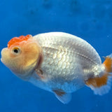 Thai Ranchu 2.50" Body Female (G-FEB-100)R2B11