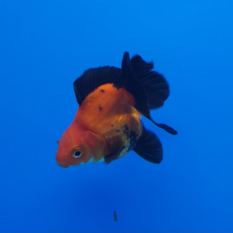 Thai Oranda Apache 2.5” Female (FEB-246)R3B04