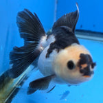 Thai Oranda Lemon Head Panda Jumbo Breed 2.8" Body Female 6mths(FEB-541)