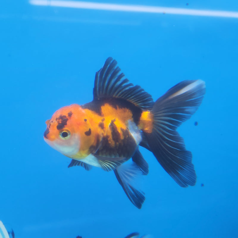 Thai Oranda Apache-Tri  2.5 F (FEB-181)R3A07