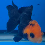 Thai Oranda Apache Red Cap Black 2in Female (FEB-549)R3B17