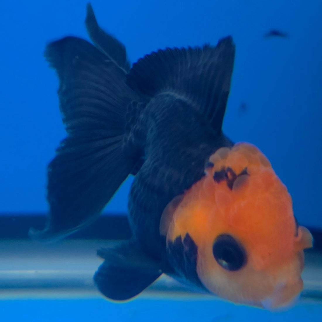 Thai Oranda Apache Red Cap Black 2in Female (FEB-549)R3B17