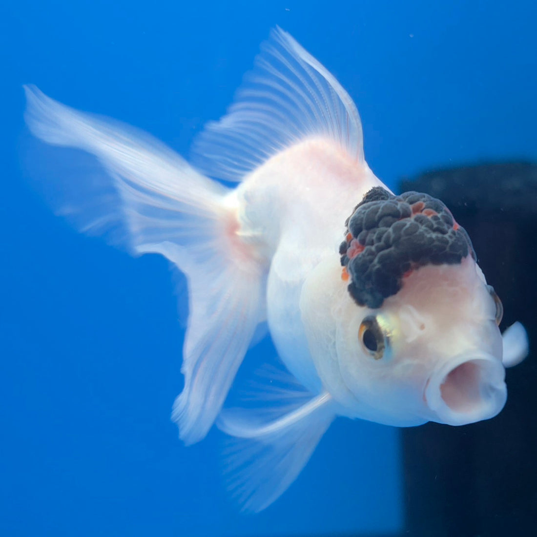 Thai Oranda Black Cap Panda 2in Female (FEB-552)R3B17