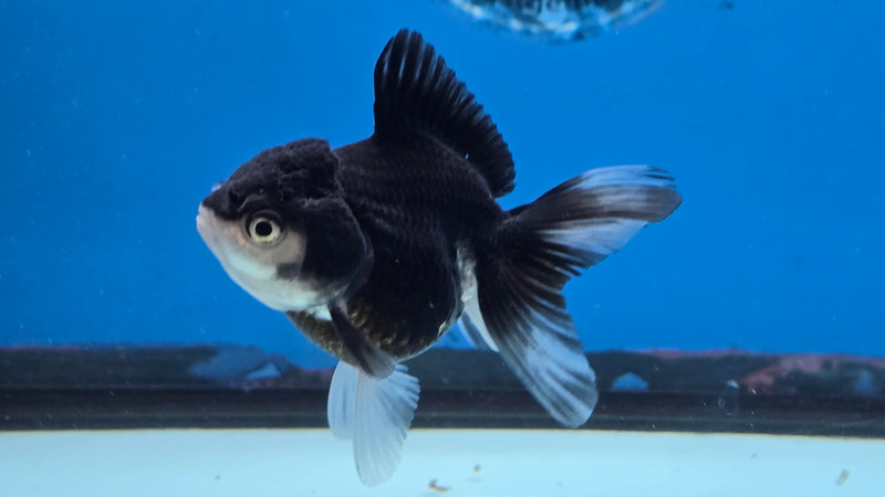 Thai Panda Oranda 2.50 inch Body Female (NNN-2080)R4C03