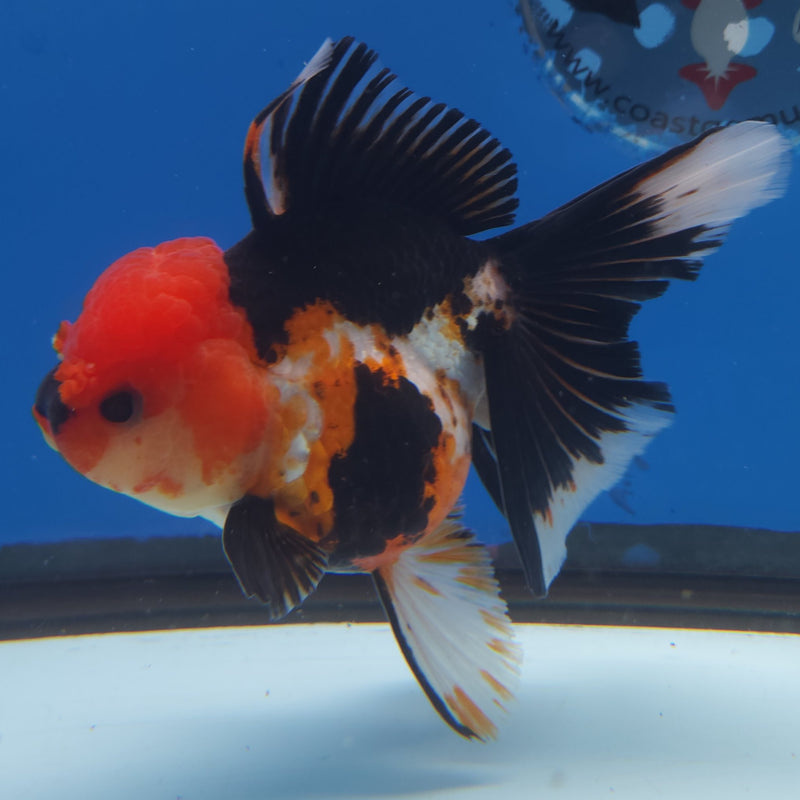 Thai Jumbo Oranda Tri-Color 5in Female (FEB-216)BLUETUB2