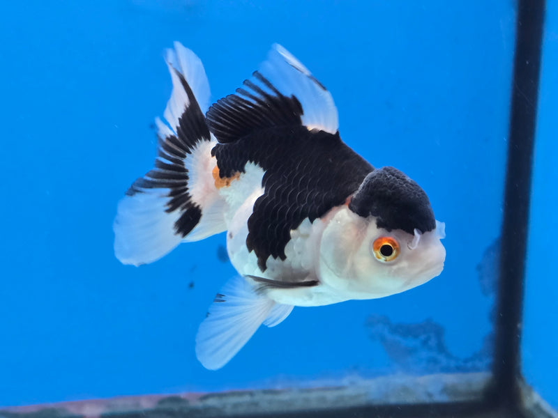 Thai Tri Color Oranda 2.50 inch Body Female (NNN-2077)R4C03