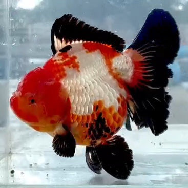 Thai Jumbo Tri Color Orchid Tail Oranda 5.00 inch Body (QGF-JO1231)BLUETUBA