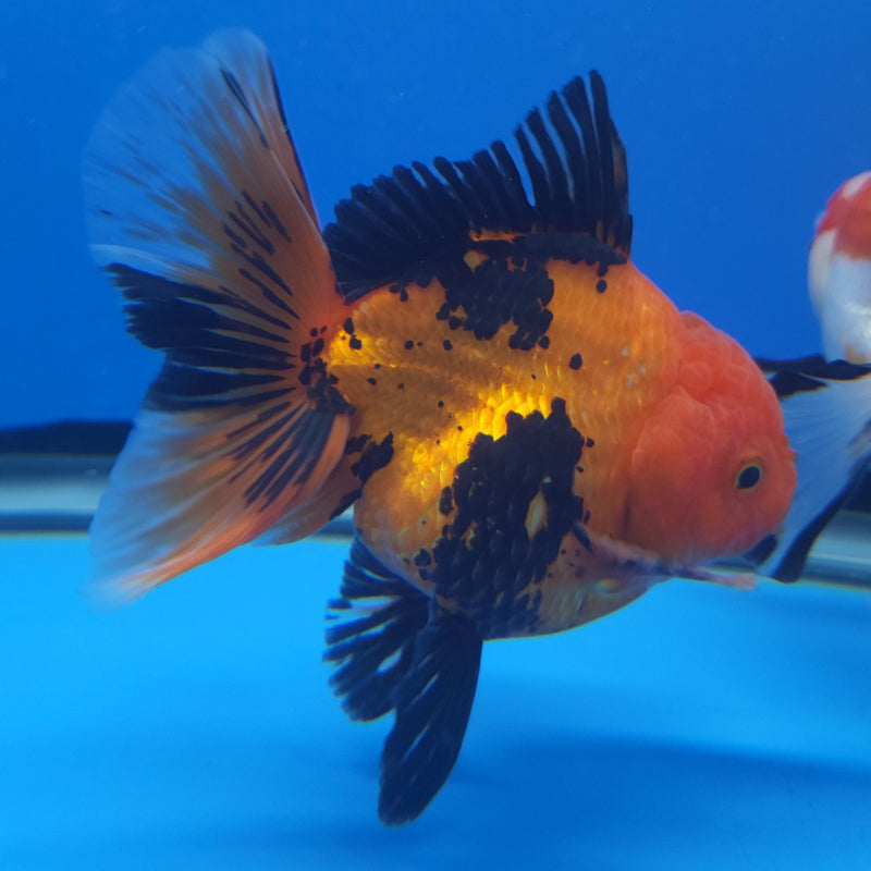 Thai Tri-Color 3in Male (FEB-208)R3A05