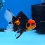 Thai Oranda Apache Butterfly Tail 3.5 in Male (FEB-517)R3A08