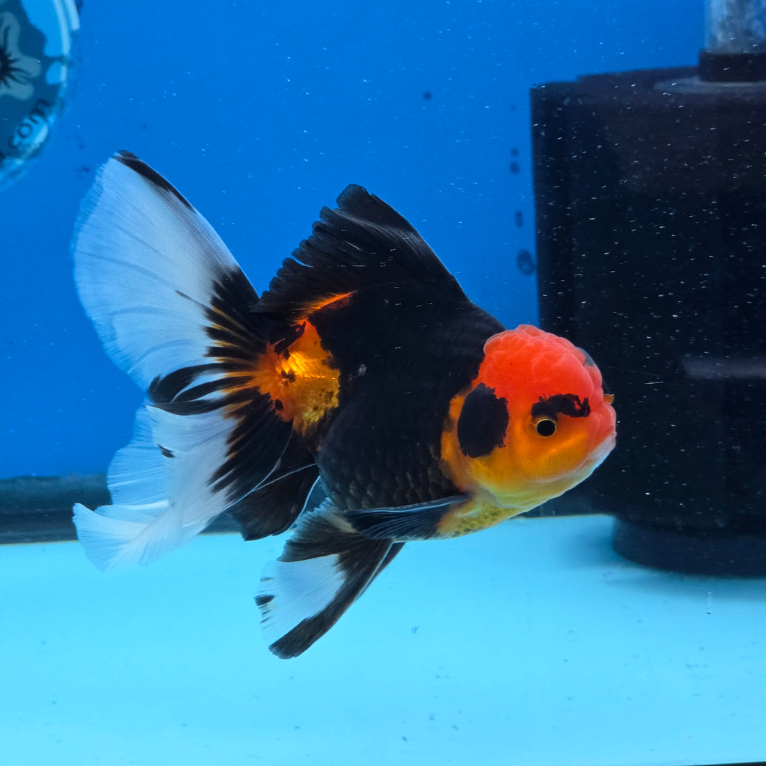 Thai Oranda Apache Butterfly Tail 3.5 in Male (FEB-517)R3A08