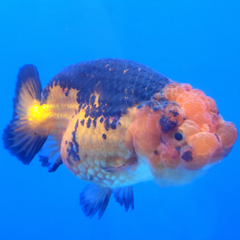 Thai Ranchu Apache 3.5” Body Female(FEB-358)SHOWTANKB