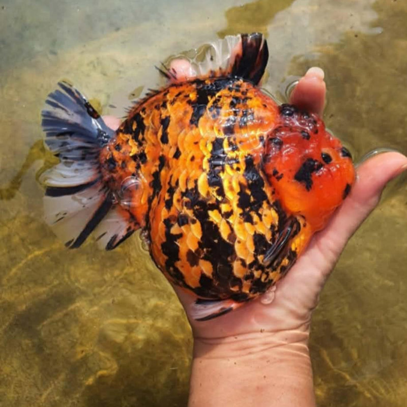 Thai Tiger Yuanbao 5.50 inch Body Oranda (CRP-JO1036)