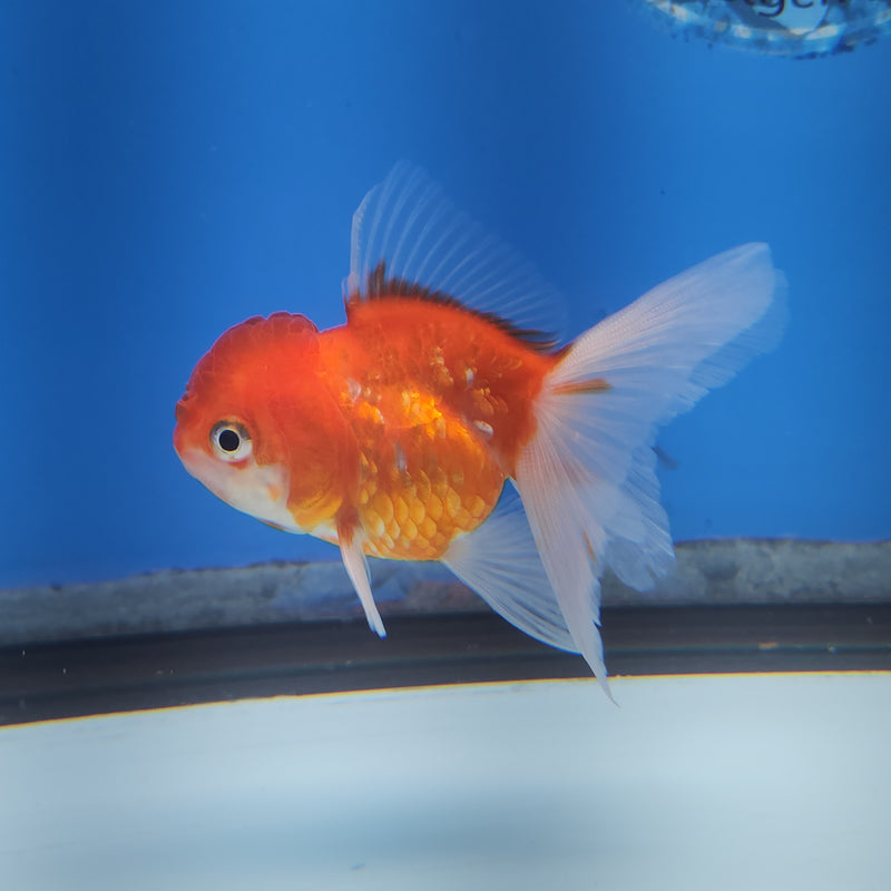 Thai Oranda Red & White Sakura 2” Body Female (FEB-171)R3A08