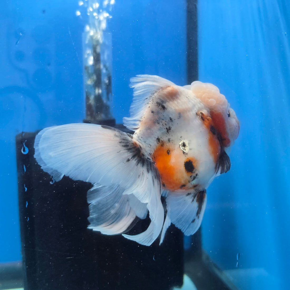 Thai Oranda Lemon Head Calico Shogun Farm 3.5" Body male 8mths(FEB-578A)R3B02