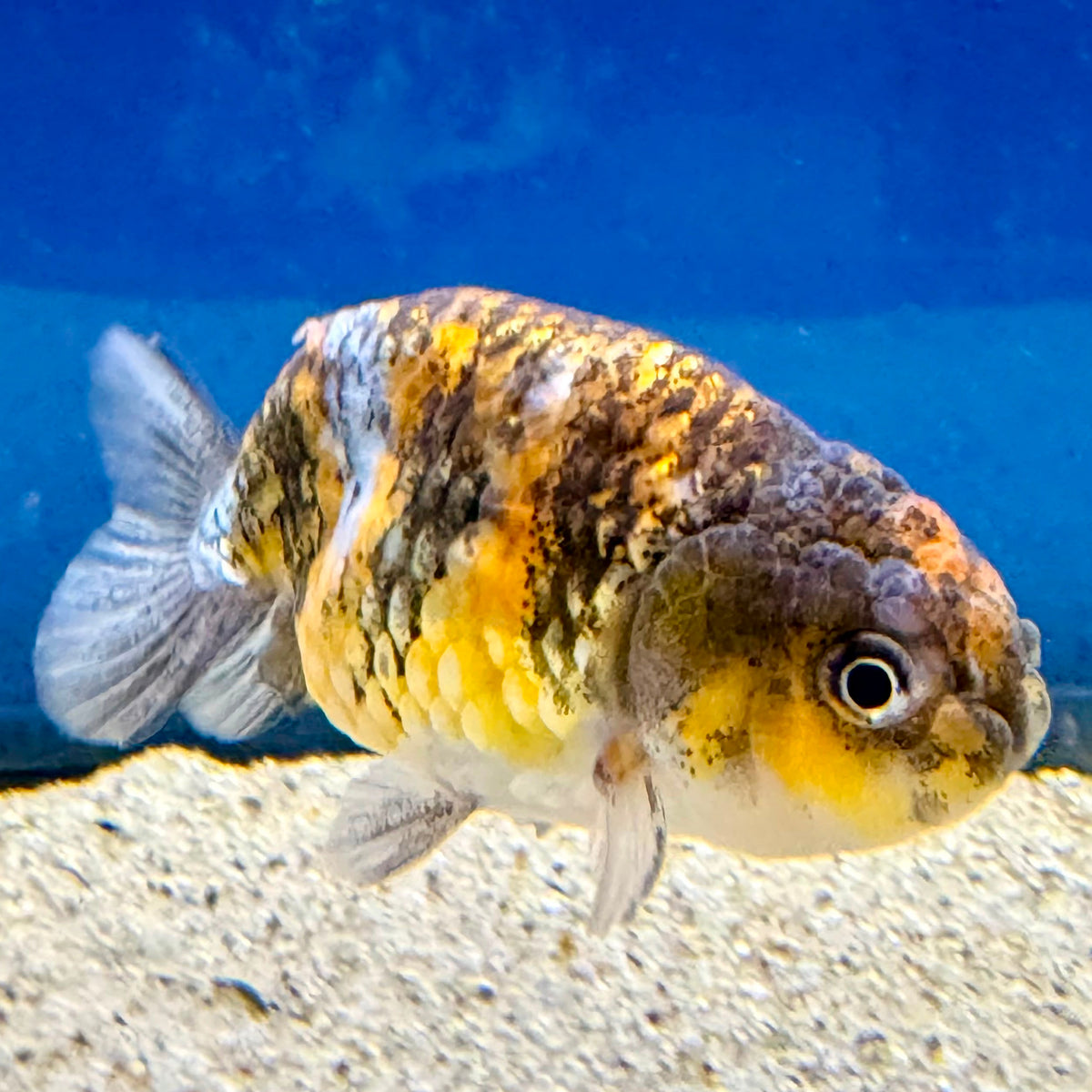 Thai Ranchu Calico Gold  Body 3in Female (FEB-493)R3B10