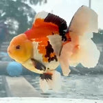 Thai Jumbo Tri Color Orchid Tail Oranda 5.00 inch Body (QGF-JO1232)BLUETUBA
