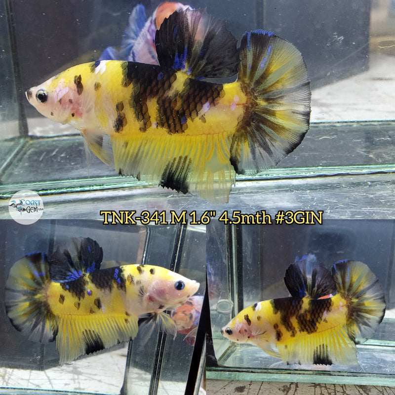 Live Male Betta Yellow Tiger Koi Plakad (TNK-341) High quality what you see what you get!!