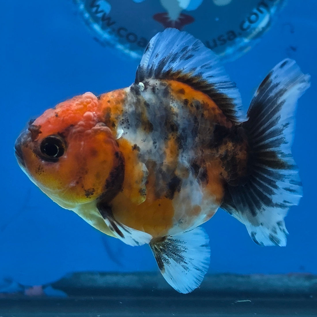 Thai Oranda Calico Shogun Farm 3" Body Female 6mths(FEB-580)R3B02