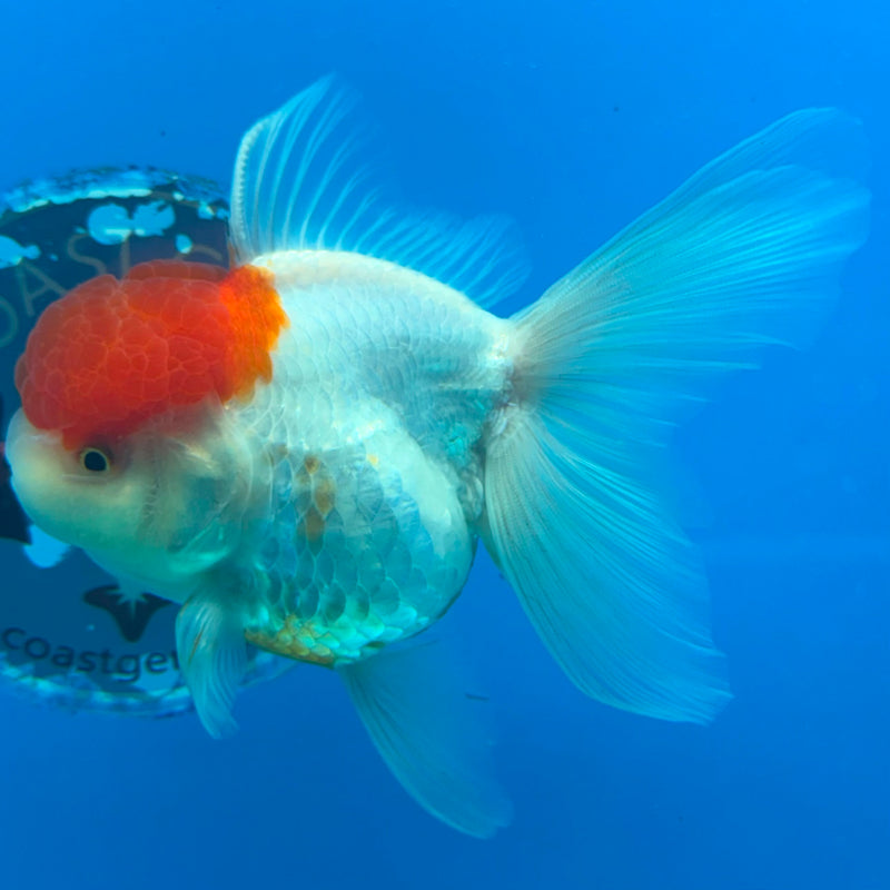 Thai Oranda White Body Red Cap 3.5" Female(FEB-432)R2B13