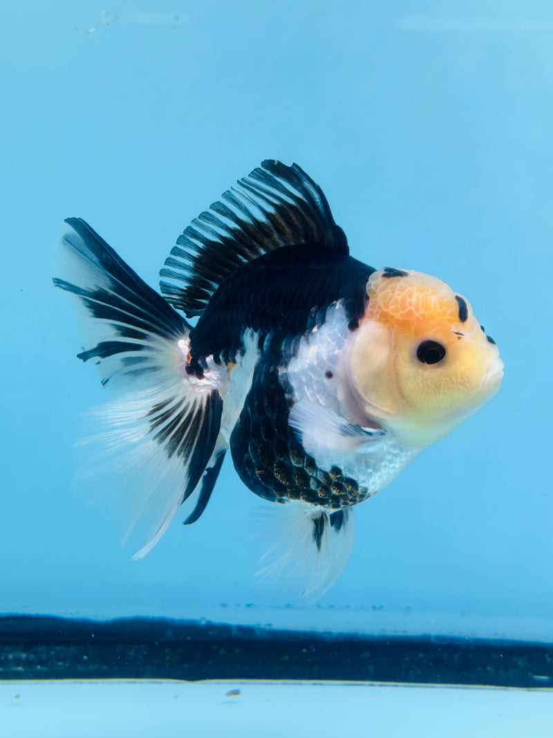 Thai Panda Orchid Tail Oranda 3.50 inch Body (KP-211)R1A11