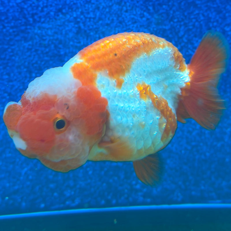 Thai Ranchu Red & White 3.5in Female (FEB-467)BLUETUBA