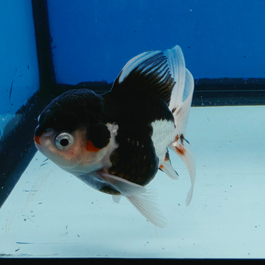 Thai Oranda Tri Color Short body breed 2.5" Body Female 6mths(FEB-560)R3B22