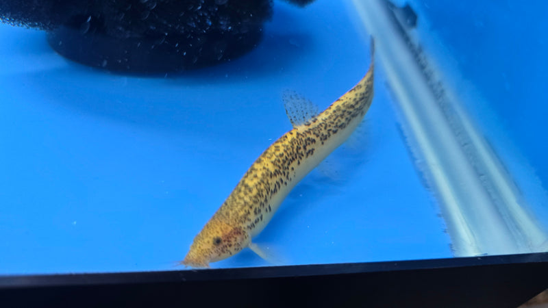 Gold Leopard Dojo Loach (Misgurnus anguillicaudatus)