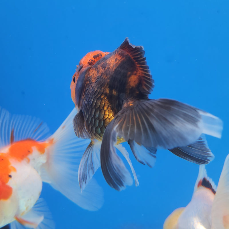 Thai Oranda Apache-Tri  2.5 M (FEB-180)R3A07