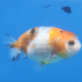 Thai Ranchu Tri-Color 2.5in Female (FEB-346)R3A14