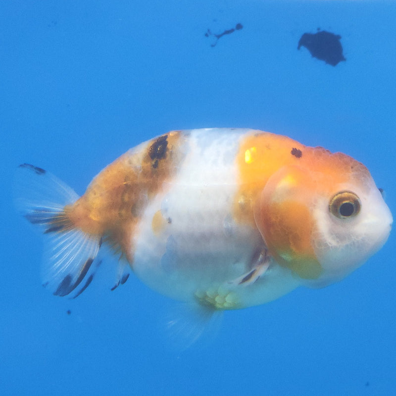 Thai Ranchu Tri-Color 2.5in Female (FEB-346)R3A14