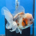 Thai Oranda Lemon Head Calico Shogun Farm 3.5" Body male 8mths(FEB-578A)R3B02