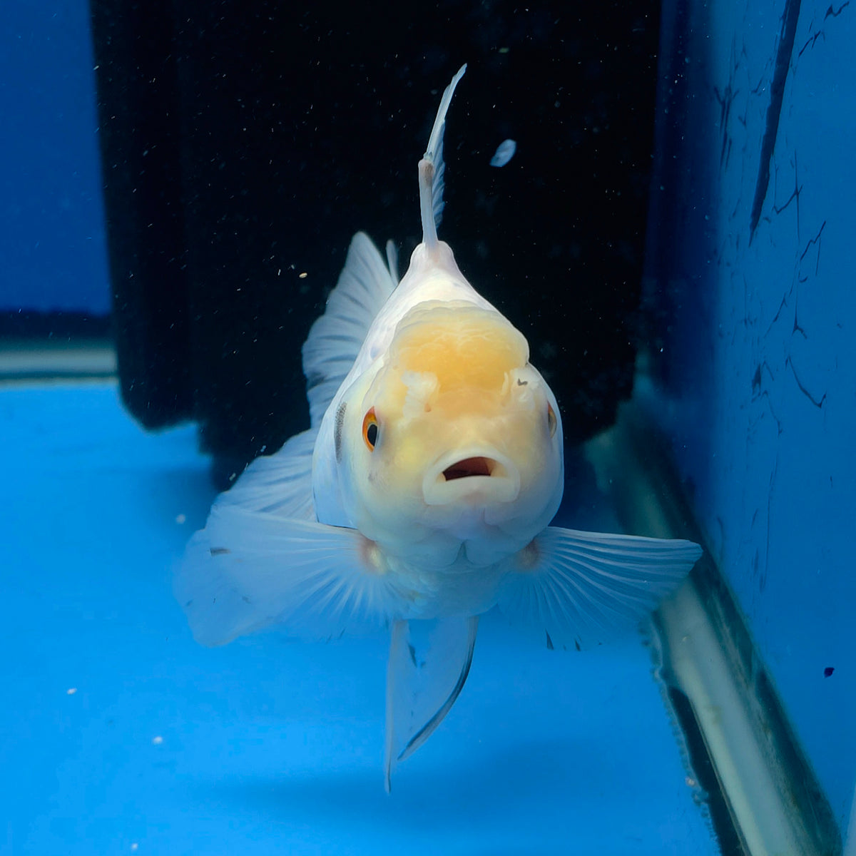 Thai Oranda Lemomhead White 3.00" Body Female (FEB-792)R1B03