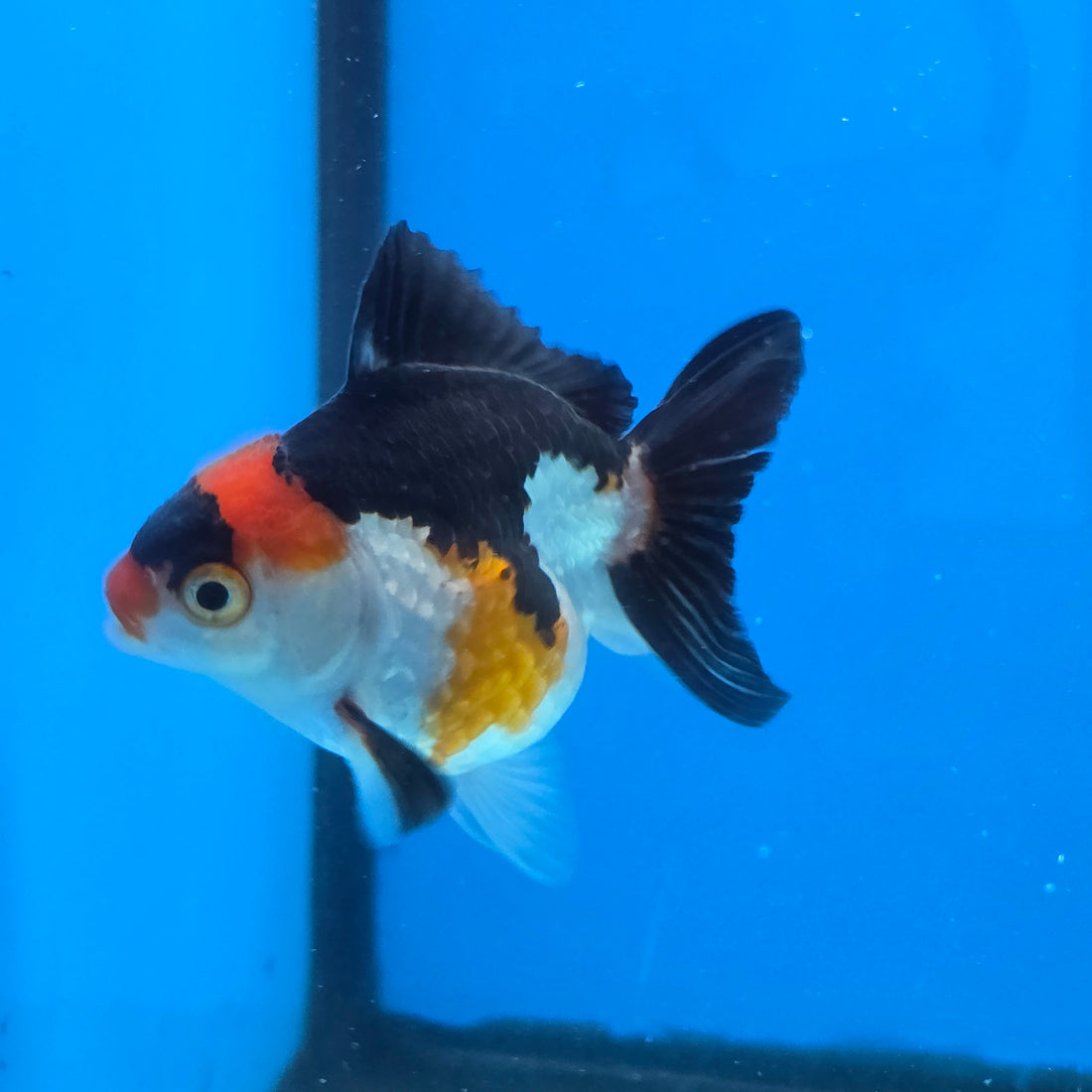 Thai Oranda Tri Color body breed 2.5" Body Female 6mths(FEB-566)R3B22