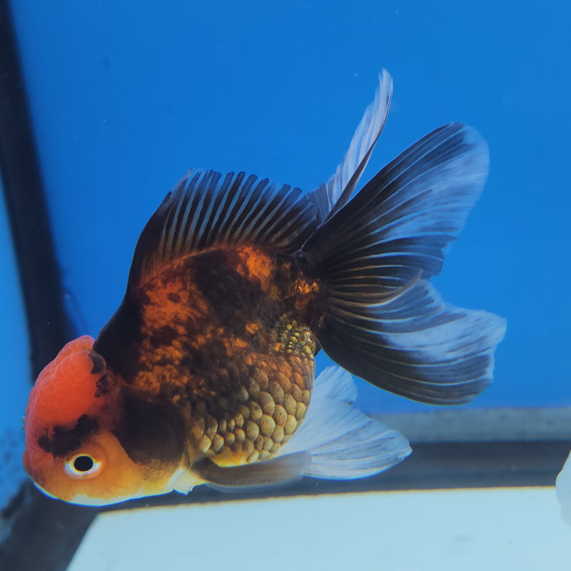Thai Oranda Apache-Tri  2.5 M (FEB-180)R3A07