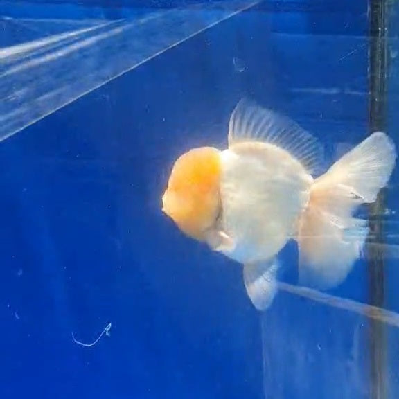 Thai Jumbo White Orchid Tail Oranda 4.50” Body (CRP-JO1151)